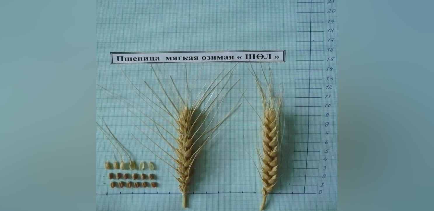 Казахстан представил морозоустойчивую озимую пшеницу «Шөл»