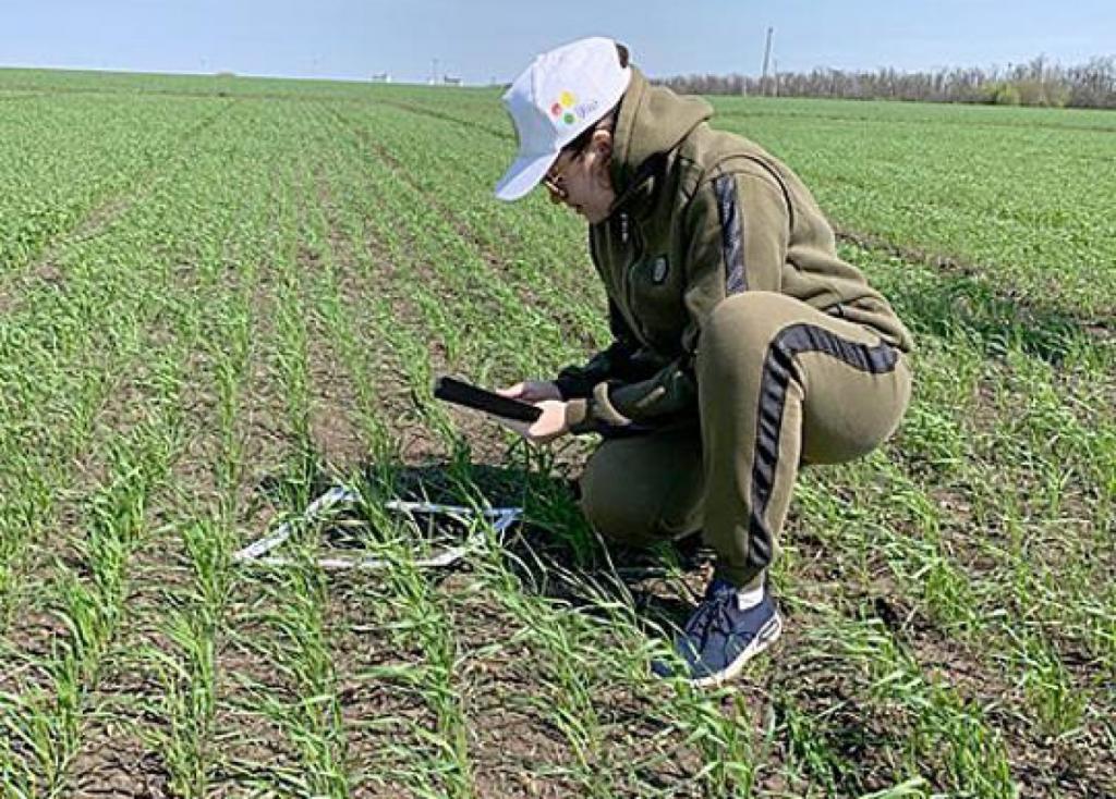 МСХ: В регионах Казахстана усилен фитосанитарный мониторинг
