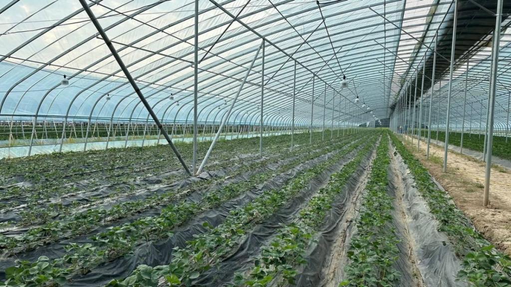 10 инвестпроектов в сфере АПК реализовали в Туркестанской области