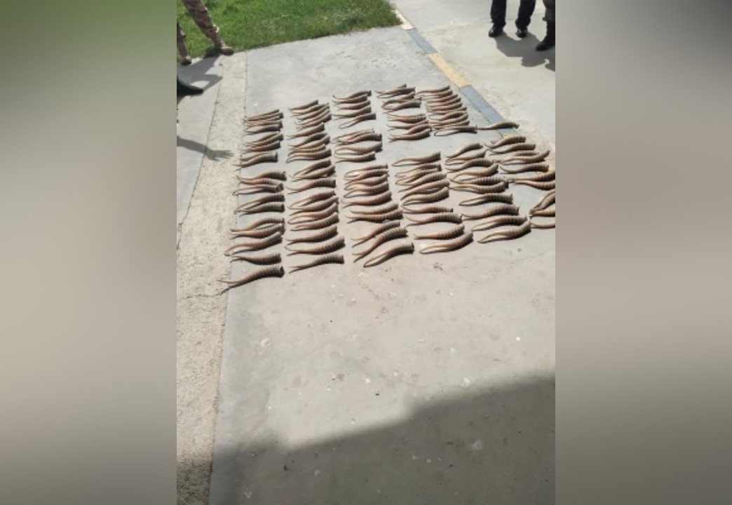 Таможня Хоргоса пресекла крупную контрабанду рогов сайги