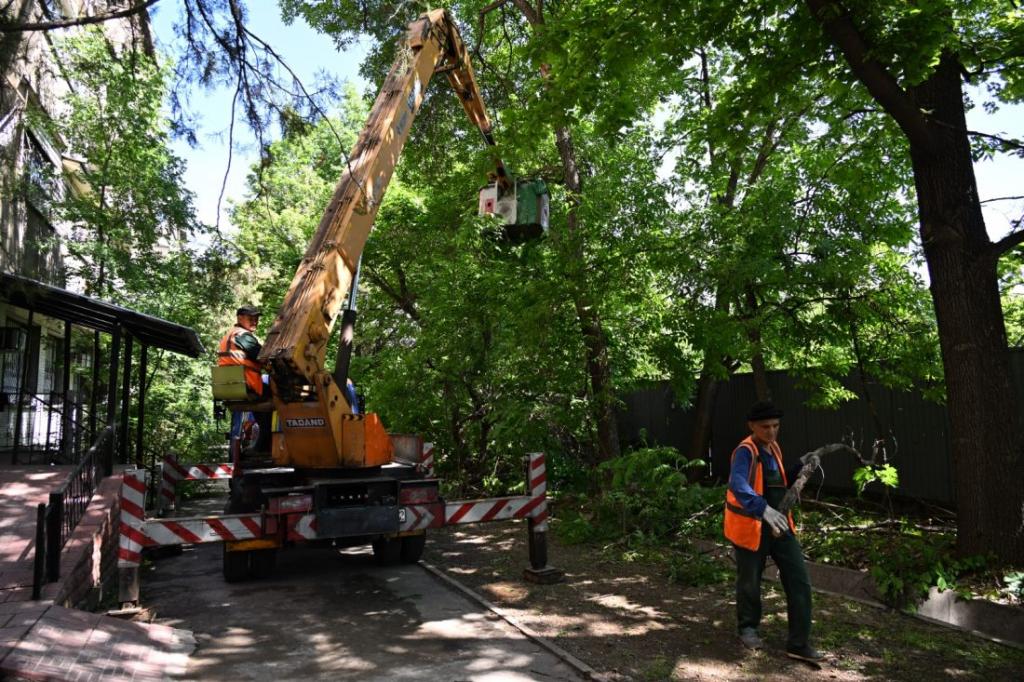 В Алматы проведут санобрезку 6 тысяч деревьев в рамках акции «Алматы Жазы»