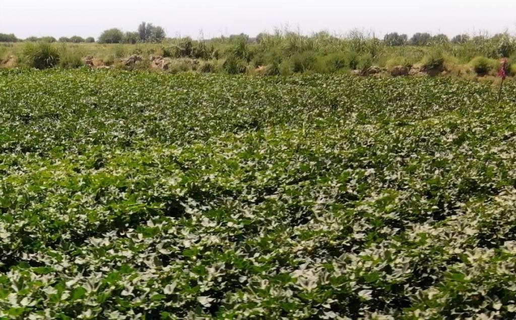 Министерство водных ресурсов и ирригации: аграриям страны подано более 4,8 млрд кубометров поливной воды