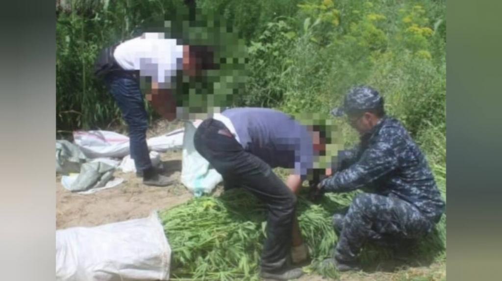 Ликвидированы две крупные наркоплантации в Алматинской и Кызылординской областях