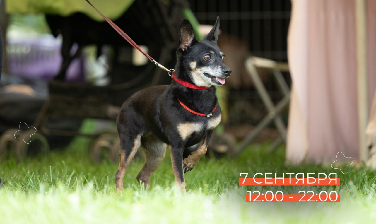 Город Алматы готовится к фестивалю для животных и их хозяев Pet Fest -2024.
