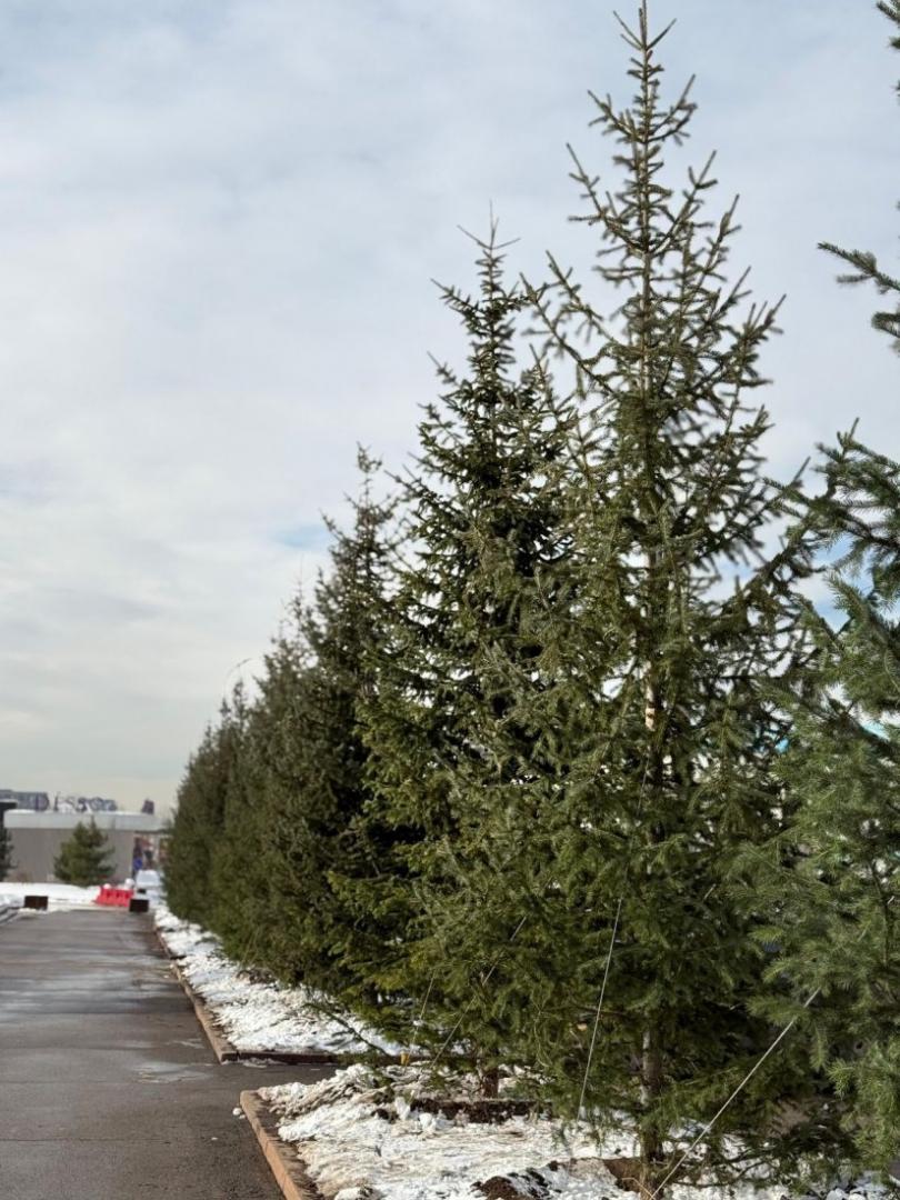 В Алматы высажены крупномерные хвойные деревья высотой более 6 метров