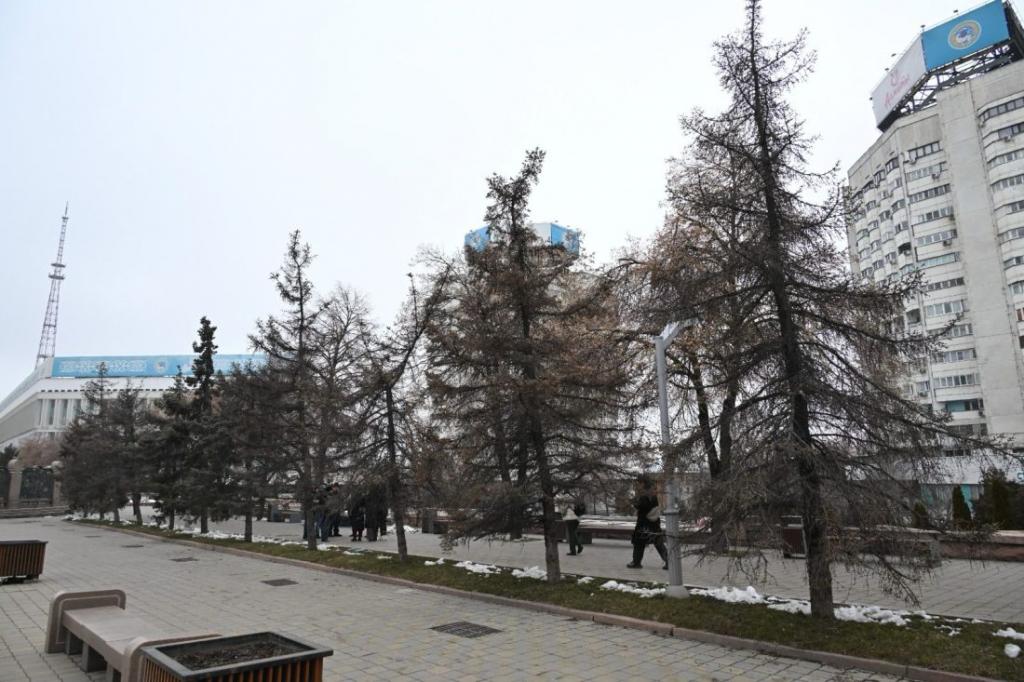 Аварийные деревья на площади Республики и по пр.аль-Фараби заменят на крупномерные саженцы высотой более 6 метров