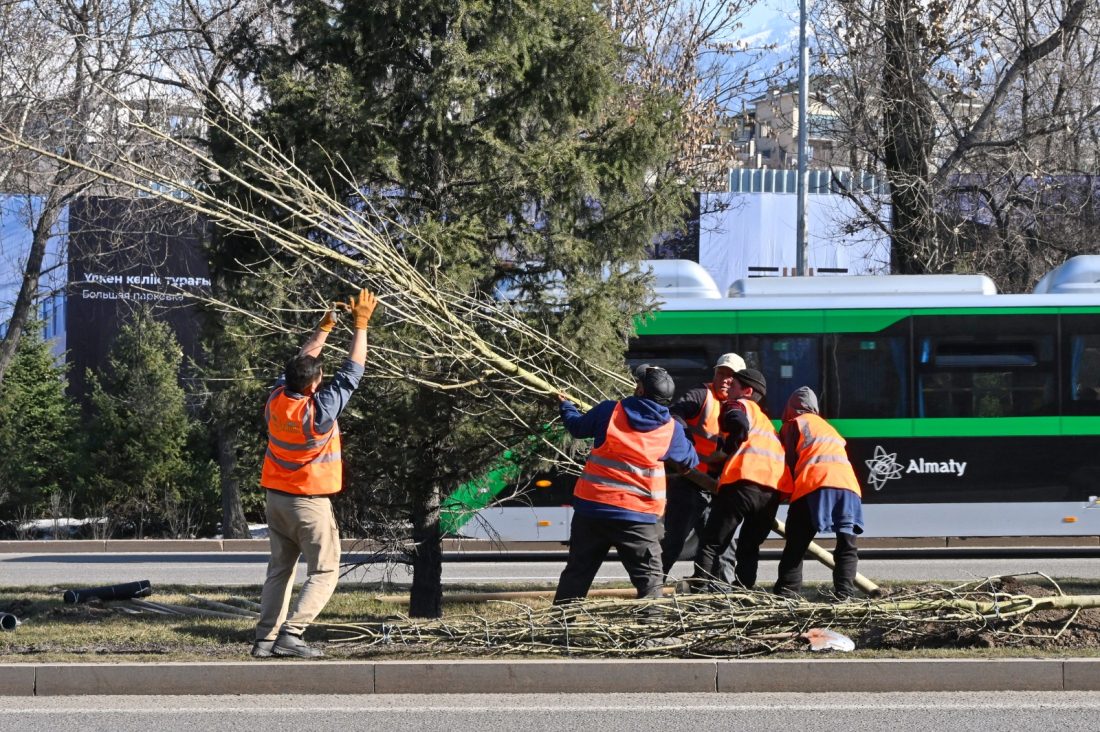 В Алматы на проспекте аль-Фараби высадили почти 300 крупномерных деревьев