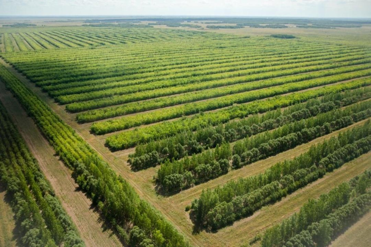 Всего по республике посажено более 1 млрд деревьев