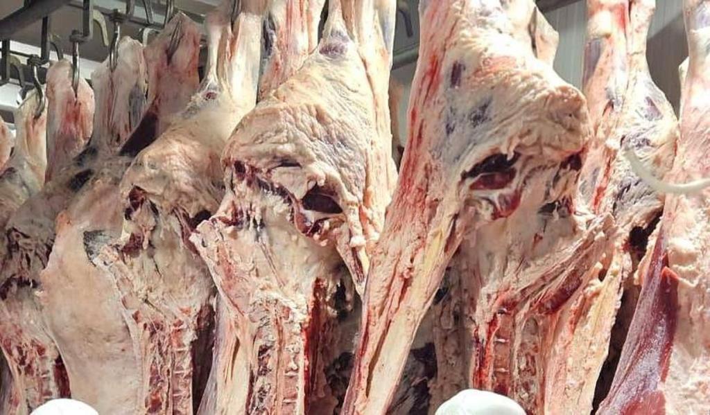 Безопасность мяса сайги подтверждена лабораторными исследованиями