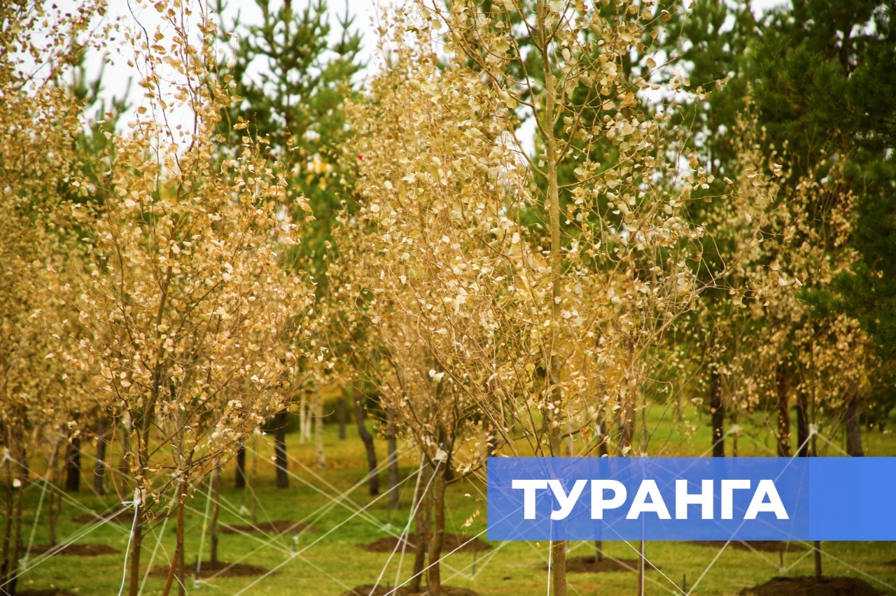 Уникальные деревья Туранга посадили в Астане