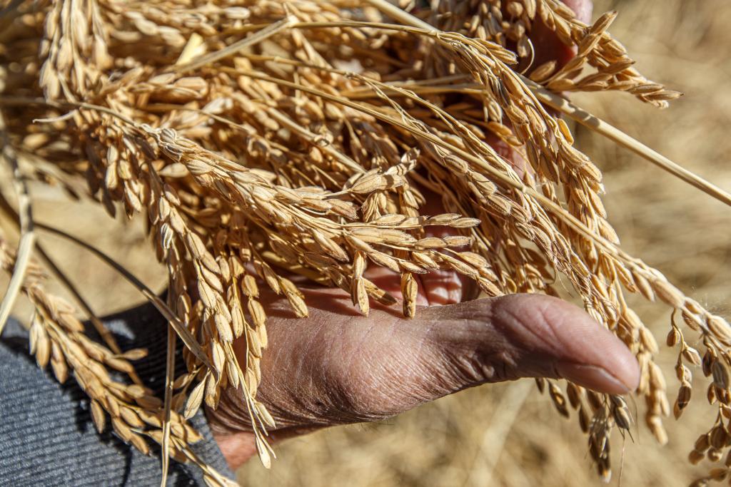 В Жетісу объем переработки производимой в регионе продукции  достиг 68%