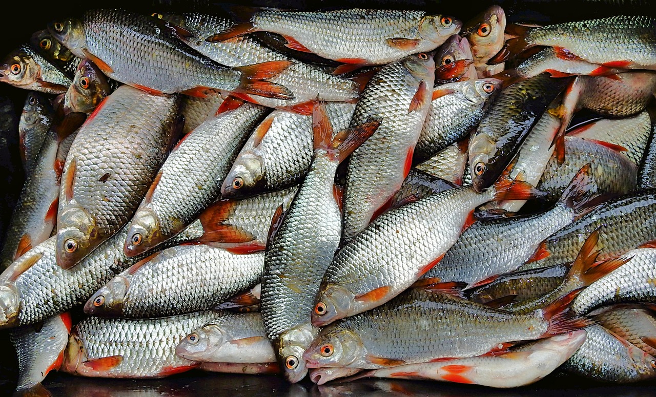 Комплекс по переработке рыбной продукции будет построен в ВКО