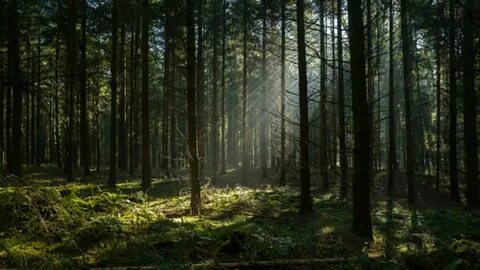 Прокуратура области Абай добилась изменения расчётов ущерба за уничтожение зелёных насаждений