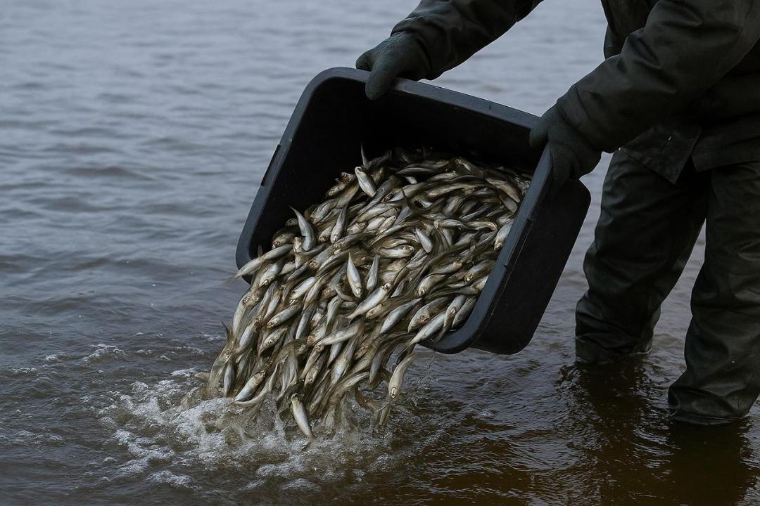 Почти 60 тысяч тонн готовой рыбной продукции произведено за 11 месяцев 2025 года