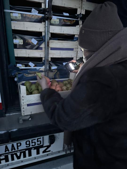 В Бельгию возвращены 19 тонн груш из-за отсутствия фитосанитарного сертификата