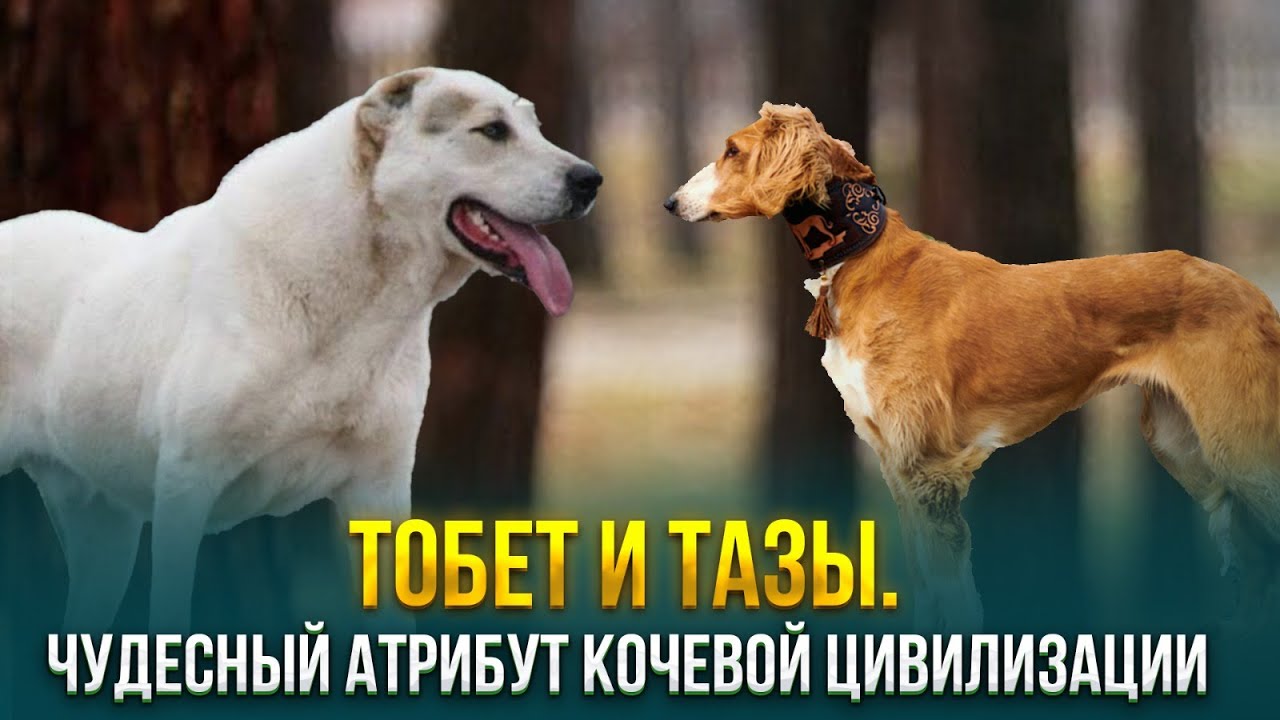 В Казахстане в перечень праздничных дат включен День казахского тазы и тобета