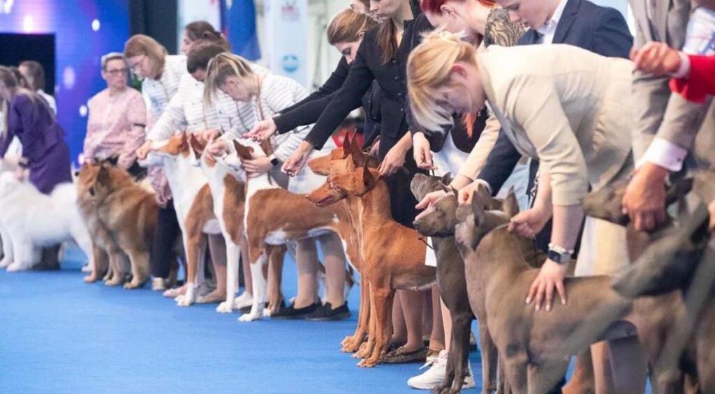 Собака порода тазы представит Казахстан на World Dog Show 2026