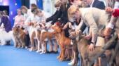Собака порода тазы представит Казахстан на World Dog Show 2026