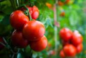 На первом этапе проекта «Ecoculture-Eurasia» произведено 2 млн кг томатов