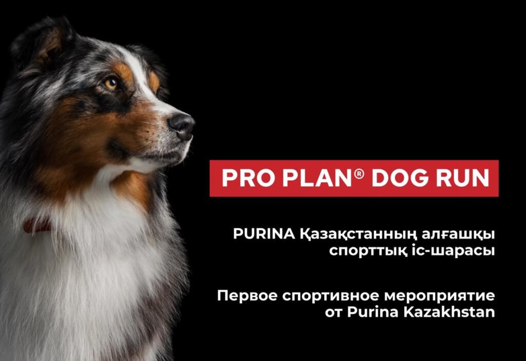 Purina Kazakhstan и Alpha Dog проведут в Алматы Pro Plan Dog Run
