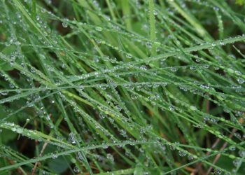 Прогноз погоды в Казахстане: Лето, дождь. Optimizm.kz