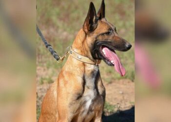 Собака по кличке Виза. Optimizm.kz