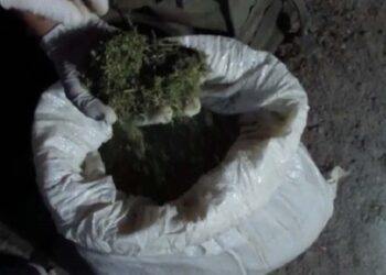 Марихуана. Optimizm.kz