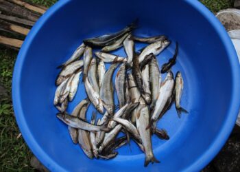 Рыба. Optimizm.kz