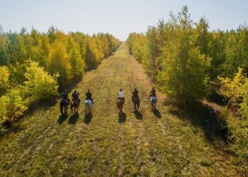 Поле, лошади. Optimism.kz