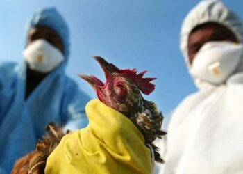 Птичий грипп. Optimism.kz