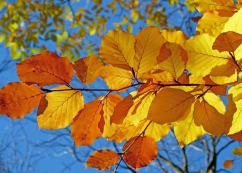 Прогноз погоды: осень. Optimism.kz