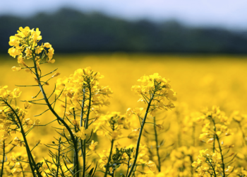 Рапс. Optimism.kz