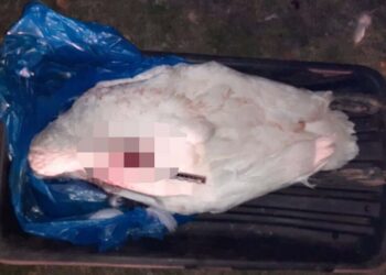 Фото: Polisia.kz