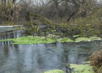 Иллюстративное фото \ Pixabay.com