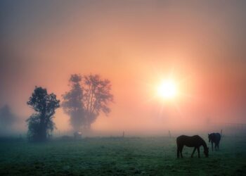 Туман. Optimism.kz