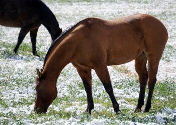 Иллюстративное фото \ Pixabay.com