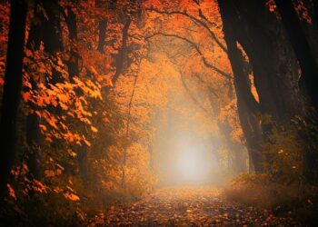 Иллюстративное фото \ Pixabay.com