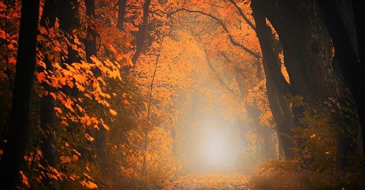 Иллюстративное фото \ Pixabay.com