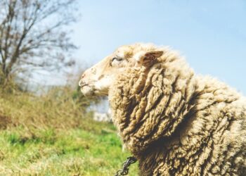 Иллюстративное фото \ Pixabay.com