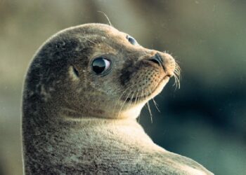 Иллюстративное фото \ Green.board.info