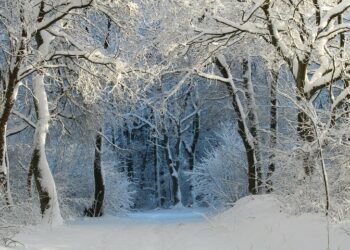 Иллюстративное фото \ Pixabay.com