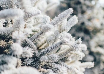 Иллюстративное фото \ Pixabay.com