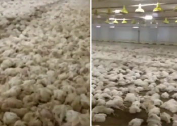 Фото: Кадры из видео