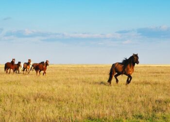 Иллюстративное фото \ Pixabay.com