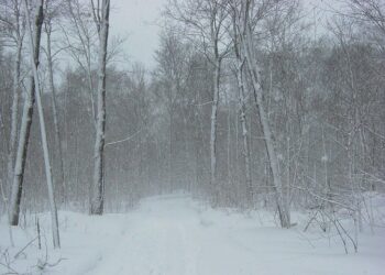 Иллюстративное фото \ Pixabay.com