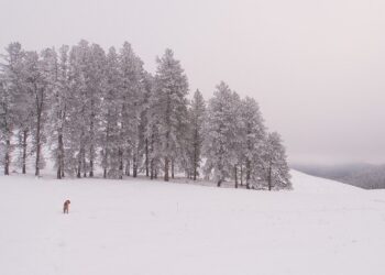 Зима. Optimism.kz