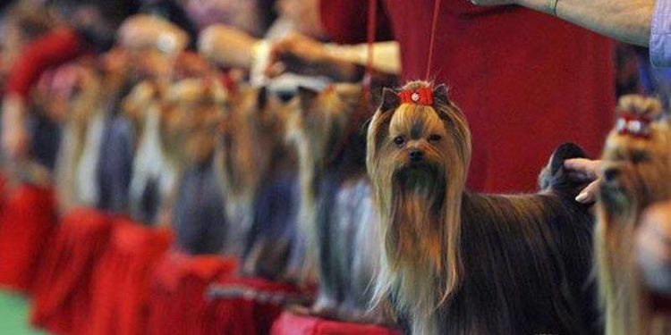 Аферистка обещала представить питомца на собачью выставку жительнице Темиртау