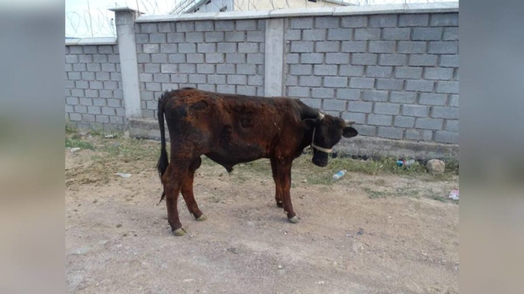 Привязанного на пастбище быка украл водитель в Туркестанской области