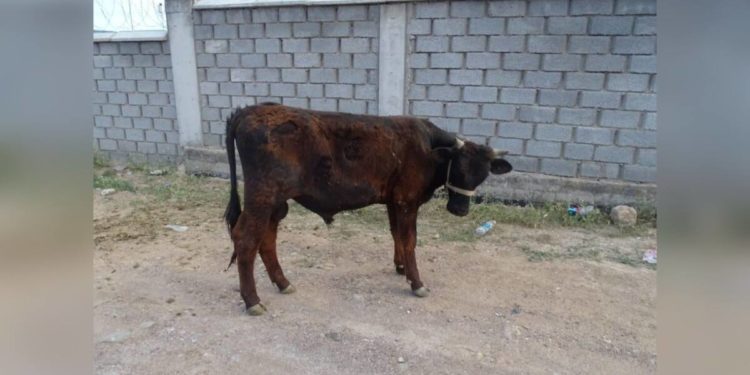 Привязанного на пастбище быка украл водитель в Туркестанской области