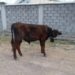 Привязанного на пастбище быка украл водитель в Туркестанской области